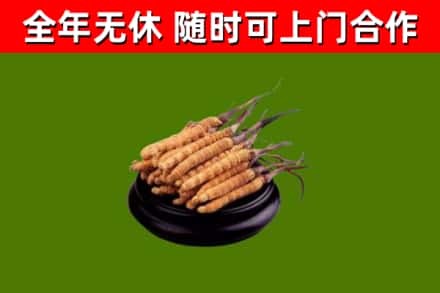 裕民烟酒回收冬虫夏草.jpg